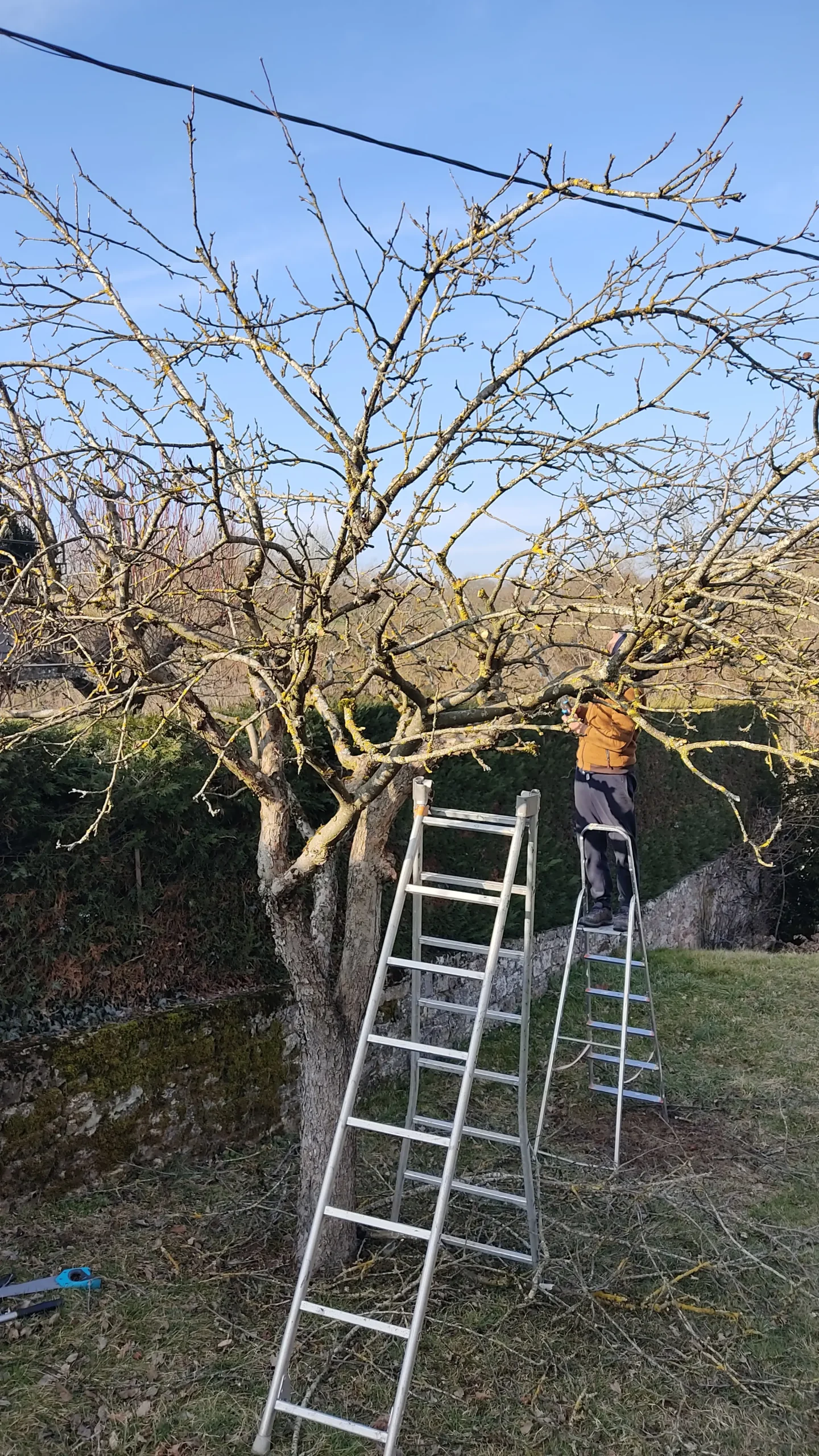 conseil taille hiver coach o jardin scaled